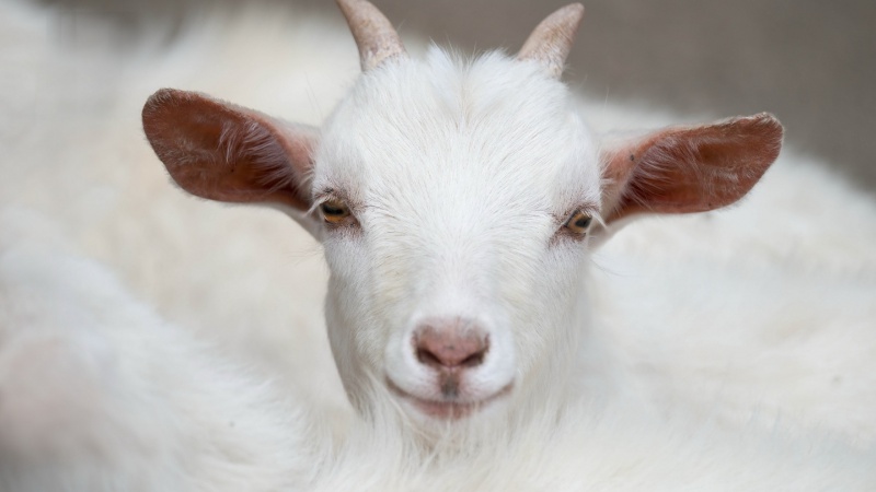В Орске местный бомж и молодой парень украли у местного жителя козленка, барана и двух овец
